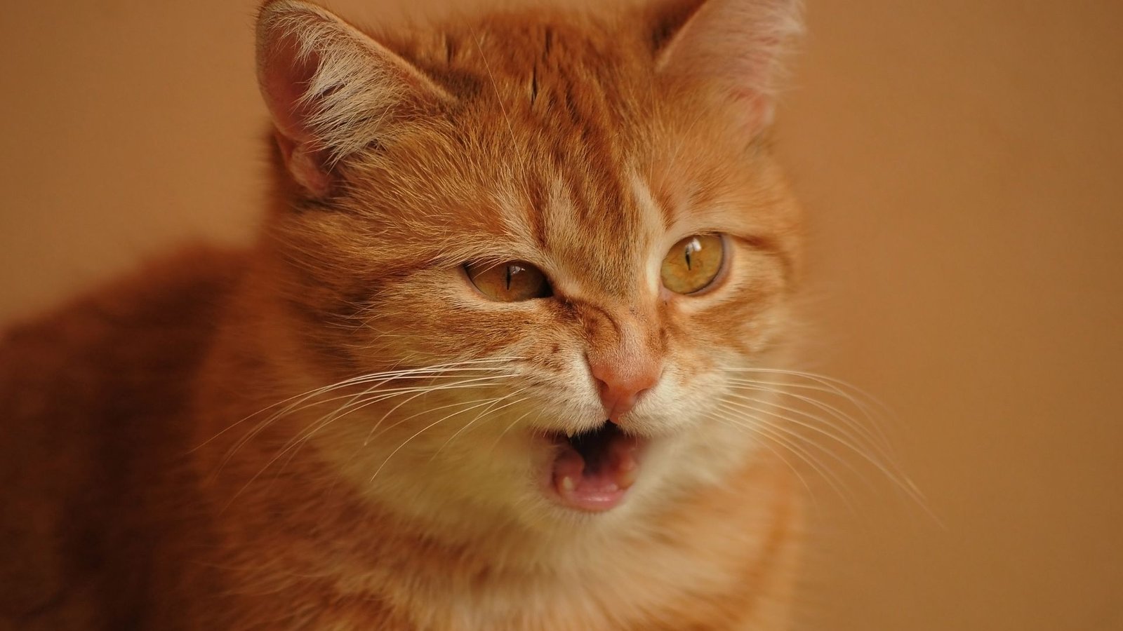 Estornudo-en-Gatos-Causas-Sintomas-y-Tratamiento